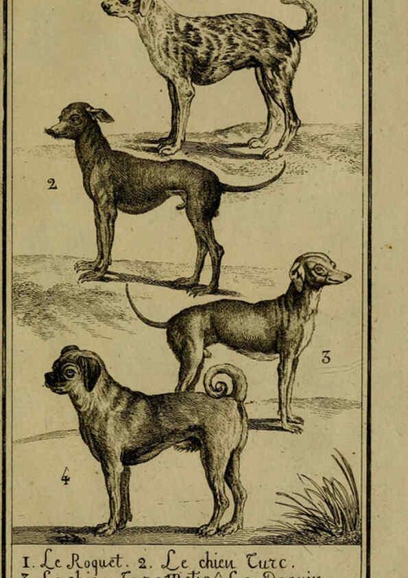 Reproducción/Reproduction 6302360660: Histoire naturelle, générale et particulière, avec la description du Cabinet du roi. Tome I. Paris,De l'Imprimerie royale,1750-1804
