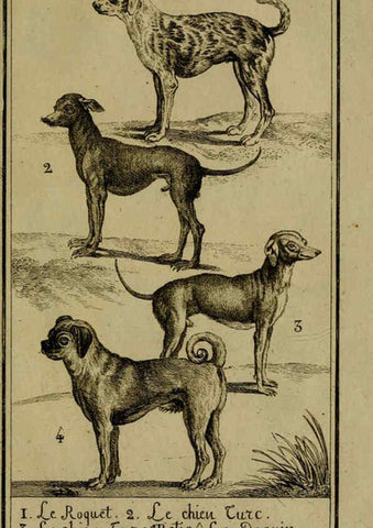 Reproducción/Reproduction 6302360660: Histoire naturelle, générale et particulière, avec la description du Cabinet du roi. Tome I. Paris,De l'Imprimerie royale,1750-1804
