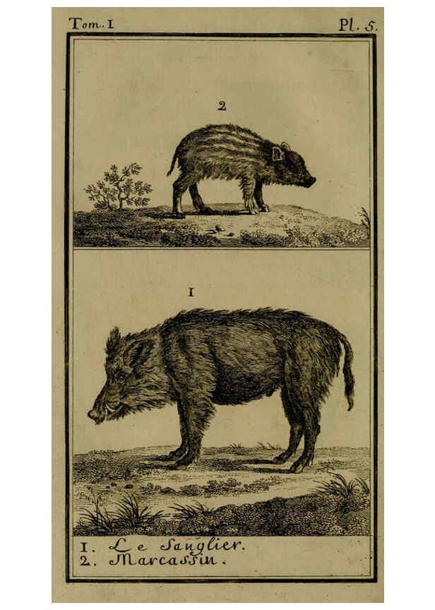 Reproducción/Reproduction 6301832785: Histoire naturelle, générale et particulière, avec la description du Cabinet du roi. Tome I. Paris,De l'Imprimerie royale,1750-1804