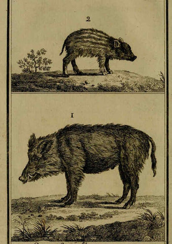 Reproducción/Reproduction 6301832785: Histoire naturelle, générale et particulière, avec la description du Cabinet du roi. Tome I. Paris,De l'Imprimerie royale,1750-1804