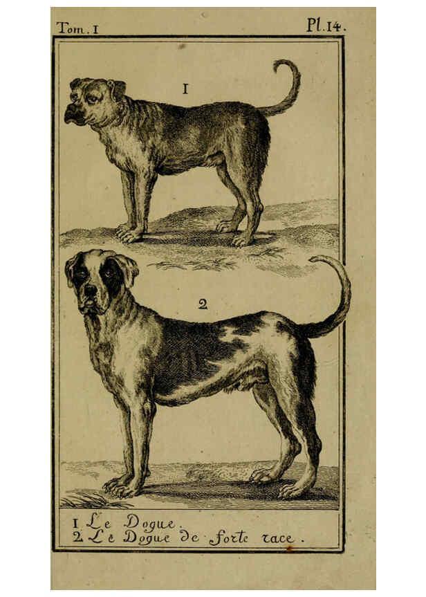Reproducción/Reproduction 6301834921: Histoire naturelle, générale et particulière, avec la description du Cabinet du roi. Tome I. Paris,De l'Imprimerie royale,1750-1804