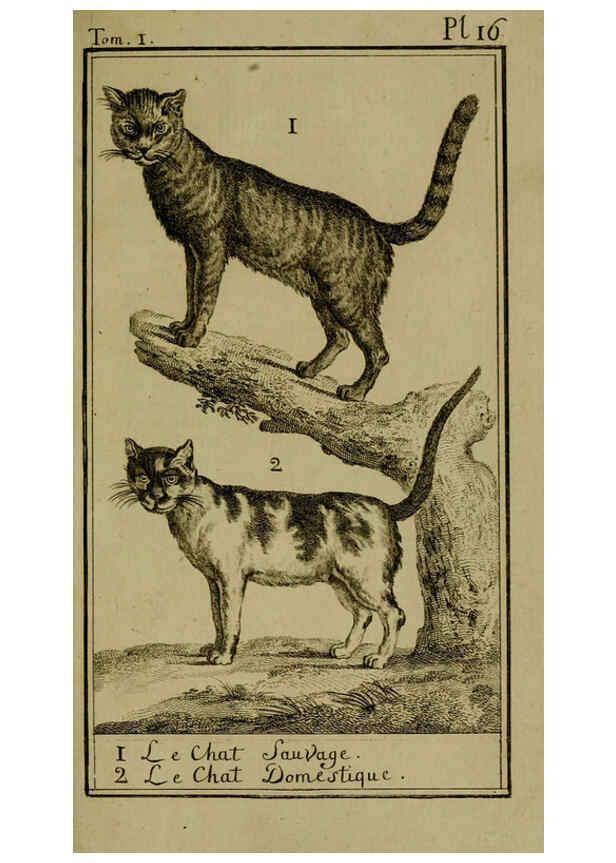 Reproducción/Reproduction 6301835433: Histoire naturelle, générale et particulière, avec la description du Cabinet du roi. Tome I. Paris,De l'Imprimerie royale,1750-1804
