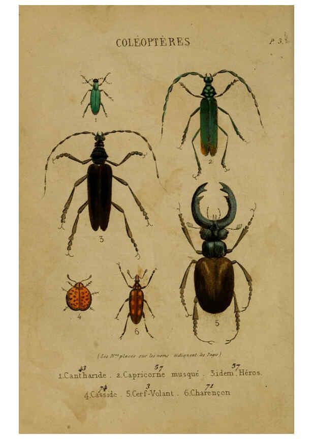 Reproducción/Reproduction 6302402772: Petit Buffon illustré Paris,Didier,1841
