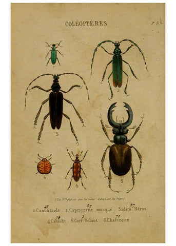 Reproducción/Reproduction 6302402772: Petit Buffon illustré Paris,Didier,1841