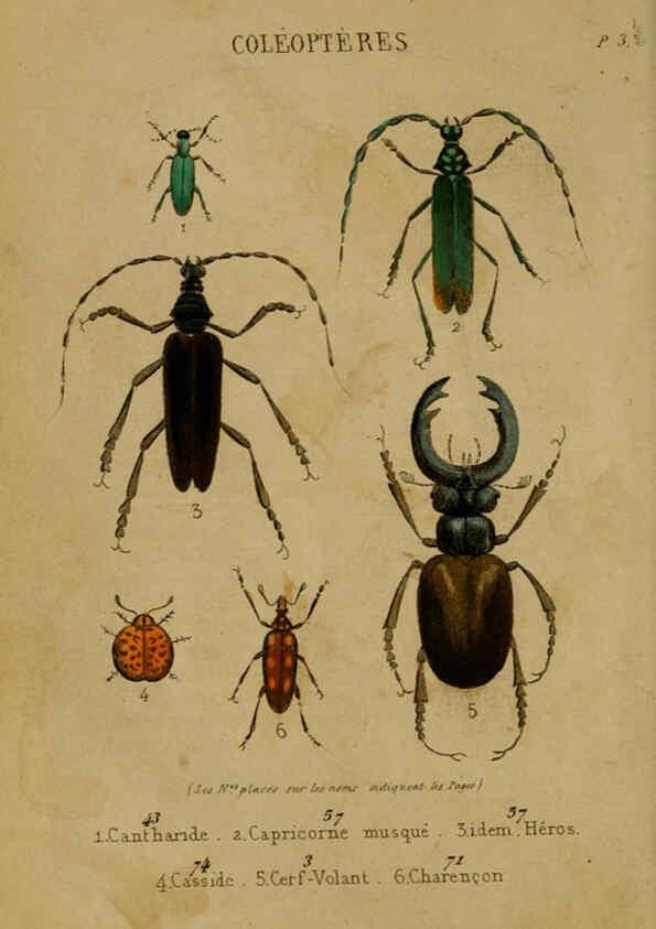Reproducción/Reproduction 6302402772: Petit Buffon illustré Paris,Didier,1841
