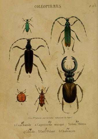 Reproducción/Reproduction 6302402772: Petit Buffon illustré Paris,Didier,1841