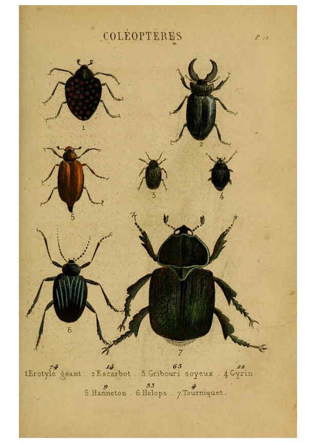 Reproducción/Reproduction 6302403236: Petit Buffon illustré Paris,Didier,1841