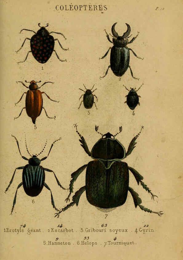 Reproducción/Reproduction 6302403236: Petit Buffon illustré Paris,Didier,1841