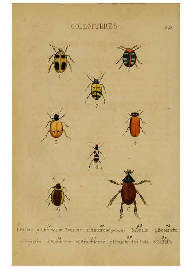 Reproducción/Reproduction 6302403432: Petit Buffon illustré Paris,Didier,1841