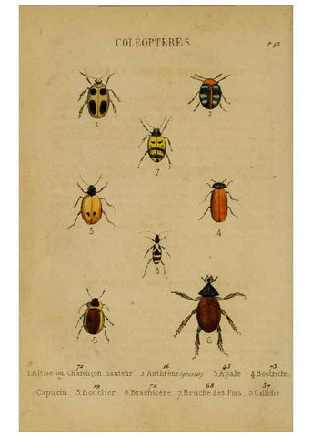 Reproducción/Reproduction 6302403432: Petit Buffon illustré Paris,Didier,1841