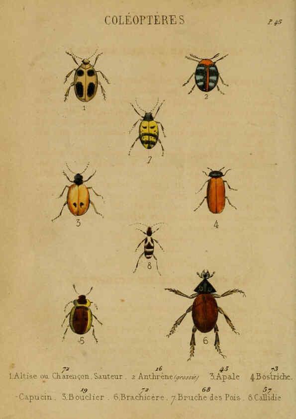 Reproducción/Reproduction 6302403432: Petit Buffon illustré Paris,Didier,1841