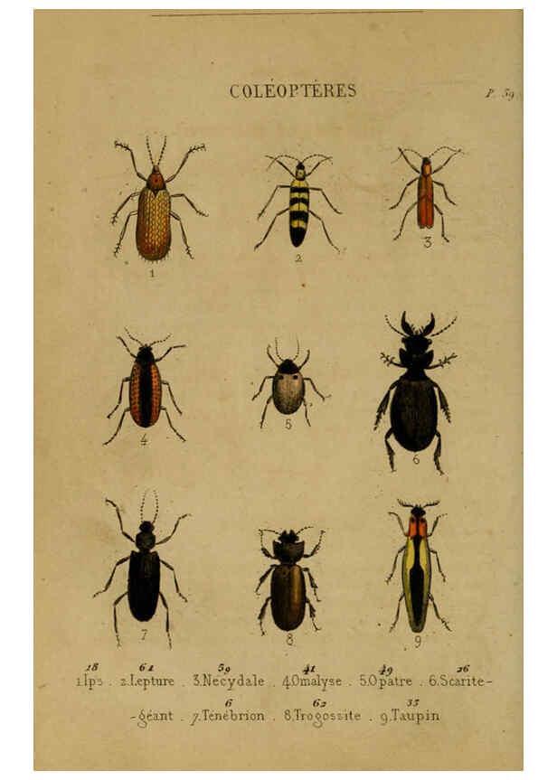 Reproducción/Reproduction 6302403610: Petit Buffon illustré Paris,Didier,1841