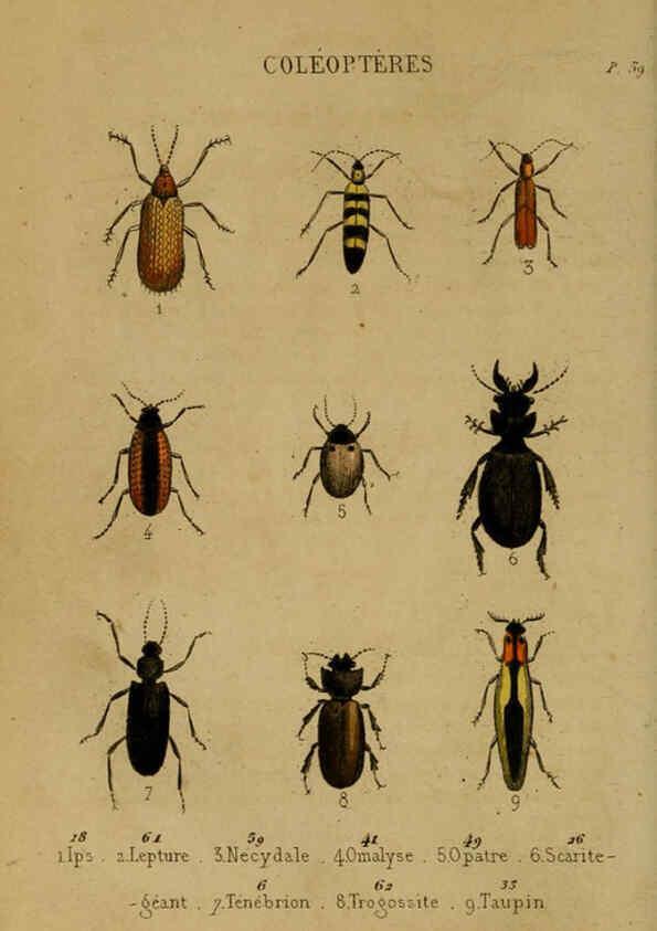Reproducción/Reproduction 6302403610: Petit Buffon illustré Paris,Didier,1841