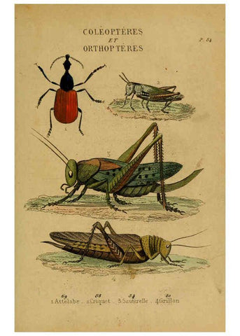 Reproducción/Reproduction 6302404234: Petit Buffon illustré Paris,Didier,1841