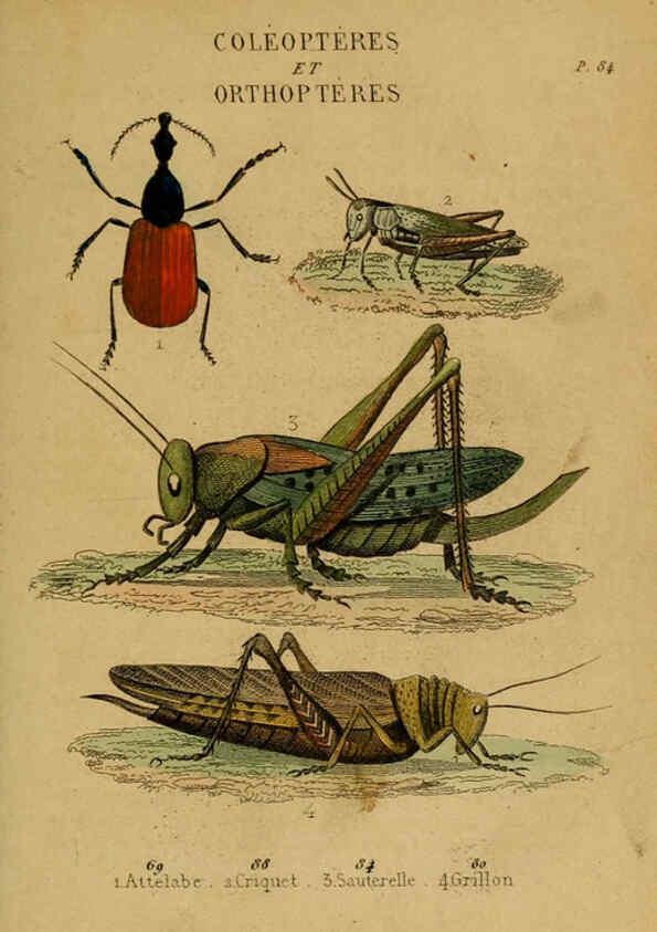 Reproducción/Reproduction 6302404234: Petit Buffon illustré Paris,Didier,1841