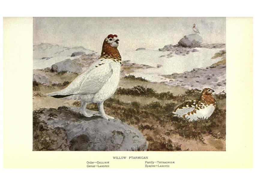 Reproducción/Reproduction 6302196647: Portraits and habits of our birds v.2. New York city :National association of Audubon societies,1920- 