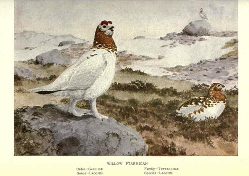 Reproducción/Reproduction 6302196647: Portraits and habits of our birds v.2. New York city :National association of Audubon societies,1920- 
