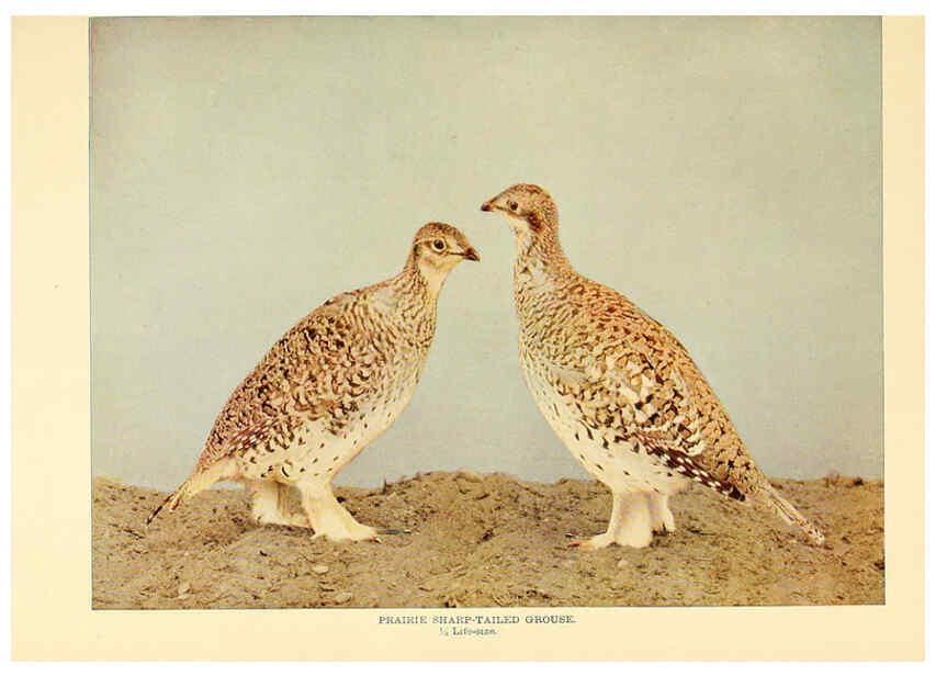 Reproducción/Reproduction 6302267576: Birds that hunt and are hunted New York :Doubleday, Page & Co.,1902, c1898