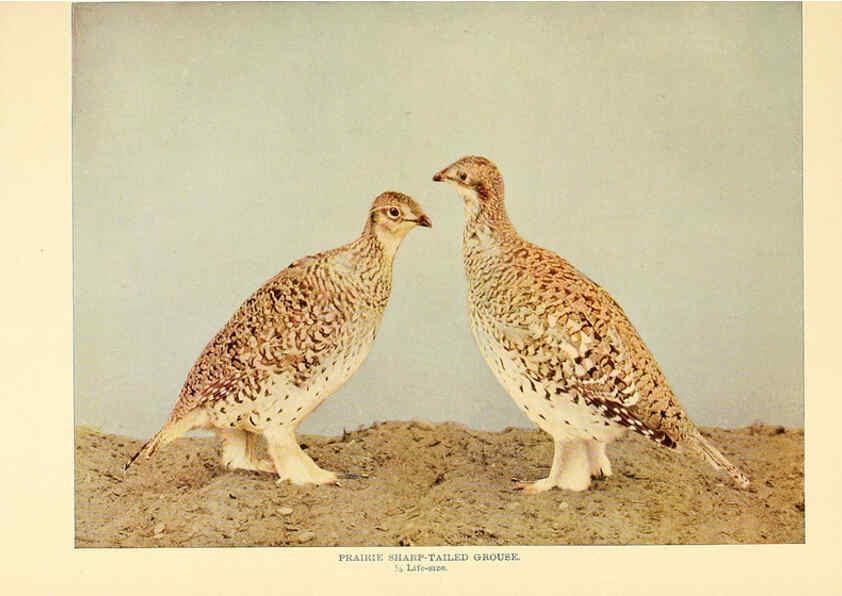 Reproducción/Reproduction 6302267576: Birds that hunt and are hunted New York :Doubleday, Page & Co.,1902, c1898