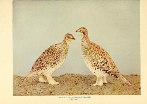 Reproducción/Reproduction 6302267576: Birds that hunt and are hunted New York :Doubleday, Page & Co.,1902, c1898