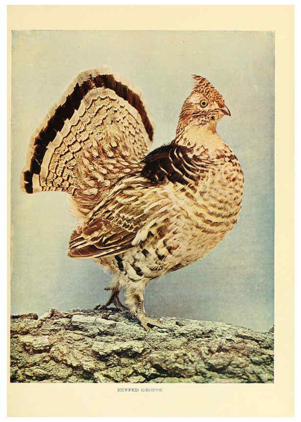 Reproducción/Reproduction 6301741253: Birds that hunt and are hunted New York :Doubleday, Page & Co.,1902, c1898