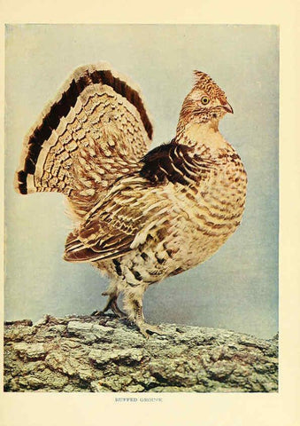 Reproducción/Reproduction 6301741253: Birds that hunt and are hunted New York :Doubleday, Page & Co.,1902, c1898