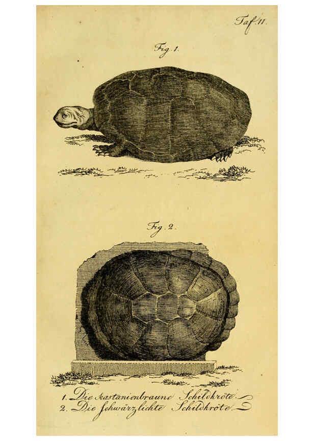 Reproducción/Reproduction 6298765523: Herrn de la Cepede's Naturgeschichte der Amphibien. v.1. Weimar :Verlage des Industrie = Comptoir's,1800-1802