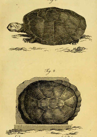 Reproducción/Reproduction 6298765523: Herrn de la Cepede's Naturgeschichte der Amphibien. v.1. Weimar :Verlage des Industrie = Comptoir's,1800-1802