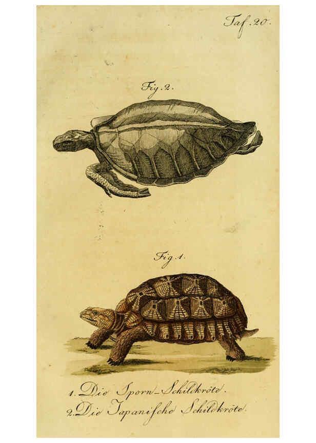 Reproducción/Reproduction 6299299160: Herrn de la Cepede's Naturgeschichte der Amphibien. v.1. Weimar :Verlage des Industrie = Comptoir's,1800-1802