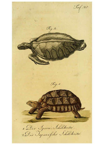 Reproducción/Reproduction 6299299160: Herrn de la Cepede's Naturgeschichte der Amphibien. v.1. Weimar :Verlage des Industrie = Comptoir's,1800-1802