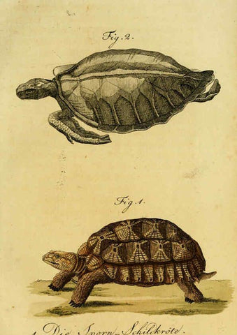 Reproducción/Reproduction 6299299160: Herrn de la Cepede's Naturgeschichte der Amphibien. v.1. Weimar :Verlage des Industrie = Comptoir's,1800-1802