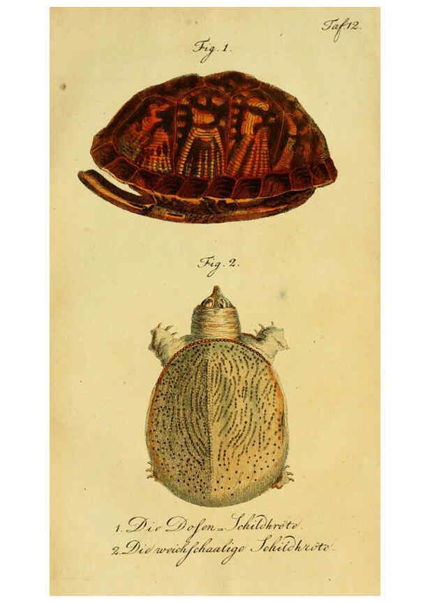 Reproducción/Reproduction 6298766223: Herrn de la Cepede's Naturgeschichte der Amphibien. v.1. Weimar :Verlage des Industrie = Comptoir's,1800-1802