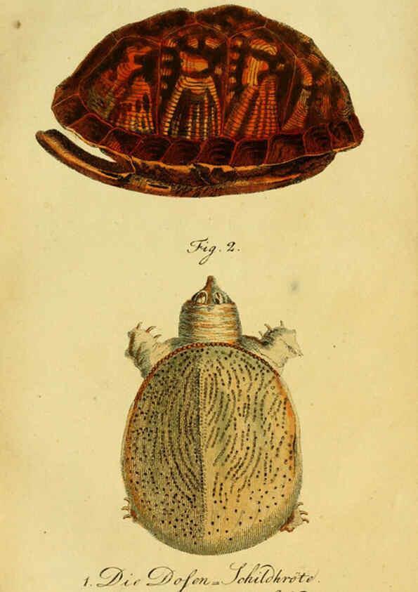 Reproducción/Reproduction 6298766223: Herrn de la Cepede's Naturgeschichte der Amphibien. v.1. Weimar :Verlage des Industrie = Comptoir's,1800-1802