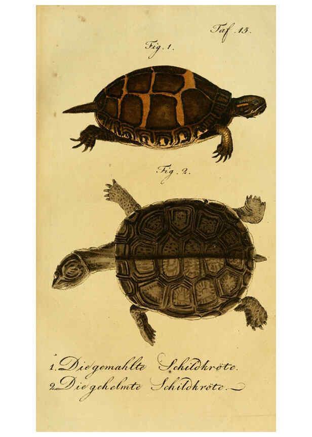 Reproducción/Reproduction 6299299854: Herrn de la Cepede's Naturgeschichte der Amphibien. v.1. Weimar :Verlage des Industrie = Comptoir's,1800-1802