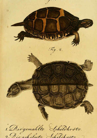 Reproducción/Reproduction 6299299854: Herrn de la Cepede's Naturgeschichte der Amphibien. v.1. Weimar :Verlage des Industrie = Comptoir's,1800-1802