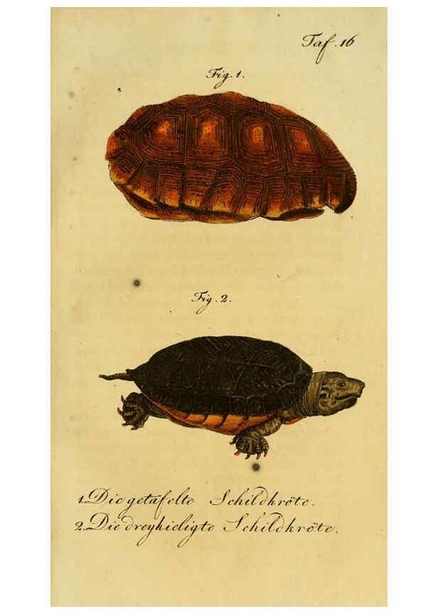 Reproducción/Reproduction 6298766937: Herrn de la Cepede's Naturgeschichte der Amphibien. v.1. Weimar :Verlage des Industrie = Comptoir's,1800-1802