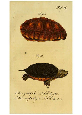 Reproducción/Reproduction 6298766937: Herrn de la Cepede's Naturgeschichte der Amphibien. v.1. Weimar :Verlage des Industrie = Comptoir's,1800-1802