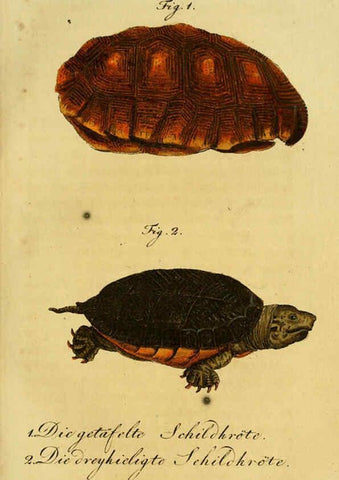 Reproducción/Reproduction 6298766937: Herrn de la Cepede's Naturgeschichte der Amphibien. v.1. Weimar :Verlage des Industrie = Comptoir's,1800-1802