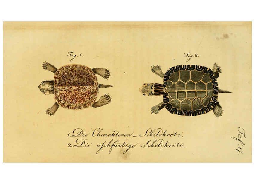 Reproducción/Reproduction 6299300732: Herrn de la Cepede's Naturgeschichte der Amphibien. v.1. Weimar :Verlage des Industrie = Comptoir's,1800-1802