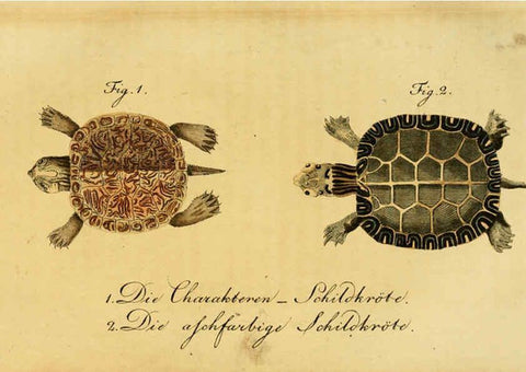 Reproducción/Reproduction 6299300732: Herrn de la Cepede's Naturgeschichte der Amphibien. v.1. Weimar :Verlage des Industrie = Comptoir's,1800-1802