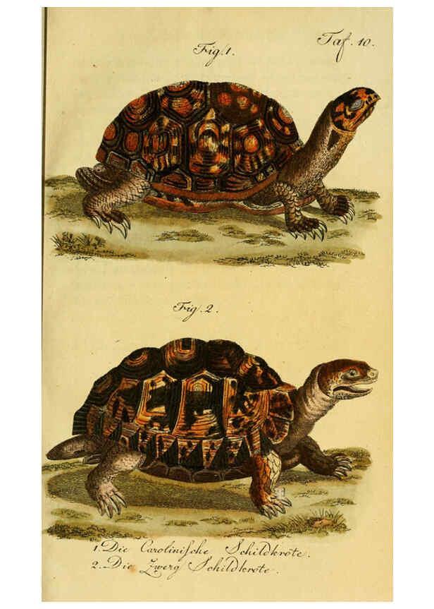 Reproducción/Reproduction 6299301250: Herrn de la Cepede's Naturgeschichte der Amphibien. v.1. Weimar :Verlage des Industrie = Comptoir's,1800-1802