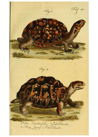 Reproducción/Reproduction 6299301250: Herrn de la Cepede's Naturgeschichte der Amphibien. v.1. Weimar :Verlage des Industrie = Comptoir's,1800-1802