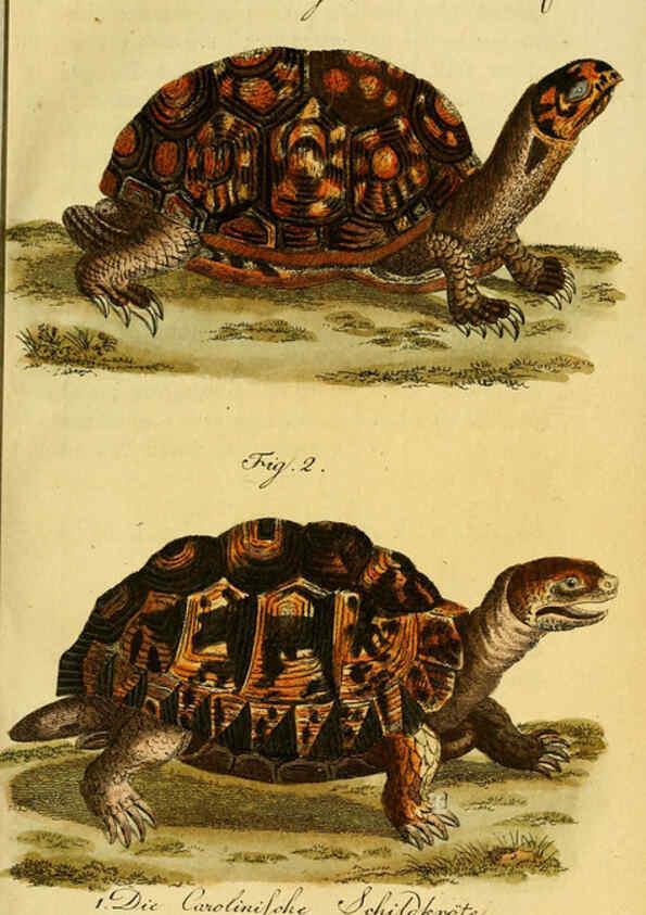 Reproducción/Reproduction 6299301250: Herrn de la Cepede's Naturgeschichte der Amphibien. v.1. Weimar :Verlage des Industrie = Comptoir's,1800-1802