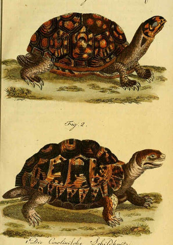 Reproducción/Reproduction 6299301250: Herrn de la Cepede's Naturgeschichte der Amphibien. v.1. Weimar :Verlage des Industrie = Comptoir's,1800-1802