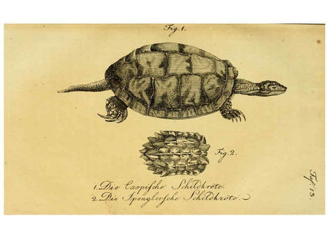 Reproducción/Reproduction 6299301662: Herrn de la Cepede's Naturgeschichte der Amphibien. v.1. Weimar :Verlage des Industrie = Comptoir's,1800-1802