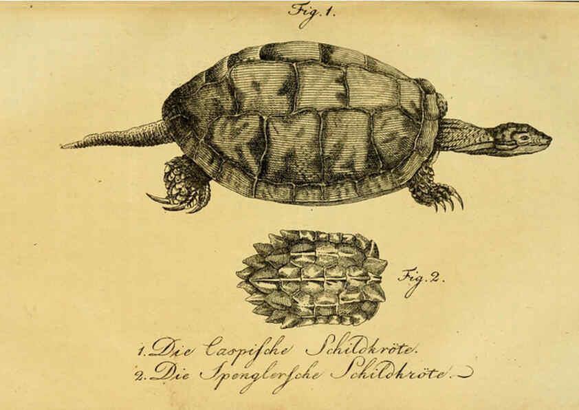 Reproducción/Reproduction 6299301662: Herrn de la Cepede's Naturgeschichte der Amphibien. v.1. Weimar :Verlage des Industrie = Comptoir's,1800-1802