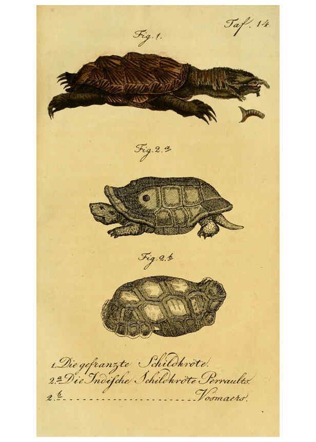 Reproducción/Reproduction 6299302056: Herrn de la Cepede's Naturgeschichte der Amphibien. v.1. Weimar :Verlage des Industrie = Comptoir's,1800-1802