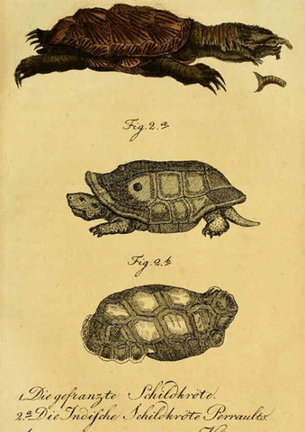 Reproducción/Reproduction 6299302056: Herrn de la Cepede's Naturgeschichte der Amphibien. v.1. Weimar :Verlage des Industrie = Comptoir's,1800-1802