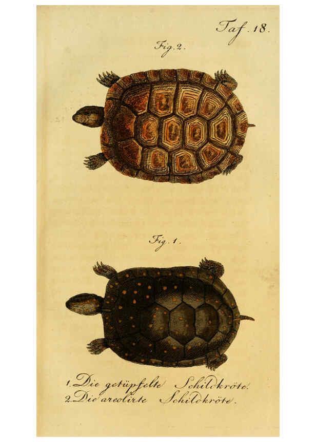 Reproducción/Reproduction 6299302332: Herrn de la Cepede's Naturgeschichte der Amphibien. v.1. Weimar :Verlage des Industrie = Comptoir's,1800-1802