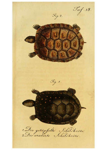 Reproducción/Reproduction 6299302332: Herrn de la Cepede's Naturgeschichte der Amphibien. v.1. Weimar :Verlage des Industrie = Comptoir's,1800-1802